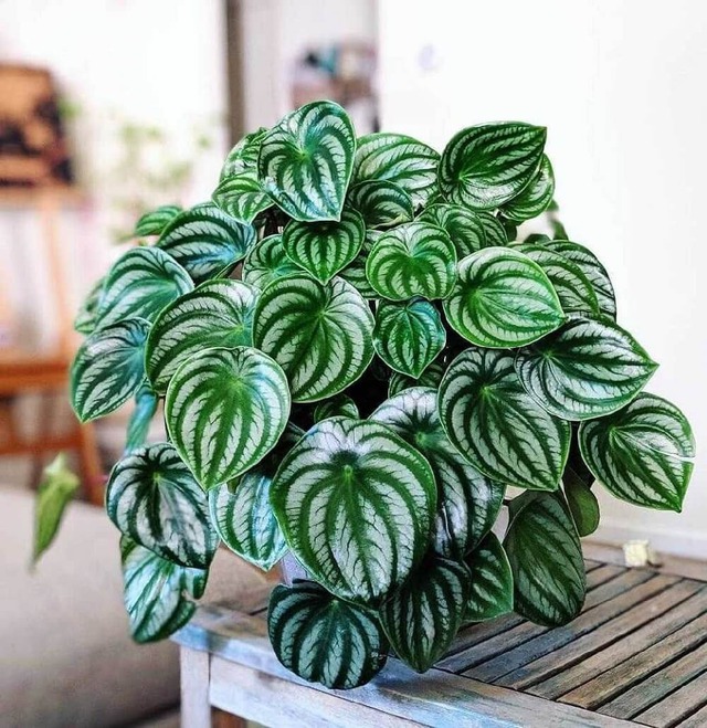 Loài cây có lá độc lạ, nhiều người lầm tưởng là họ hàng của dưa hấu, nhưng thật ra chẳng có "huyết thống" gì!- Ảnh 1. Loài cây có lá độc lạ, nhiều người lầm tưởng là họ hàng của dưa hấu, nhưng thật ra chẳng có "huyết thống" gì!- Ảnh 1.