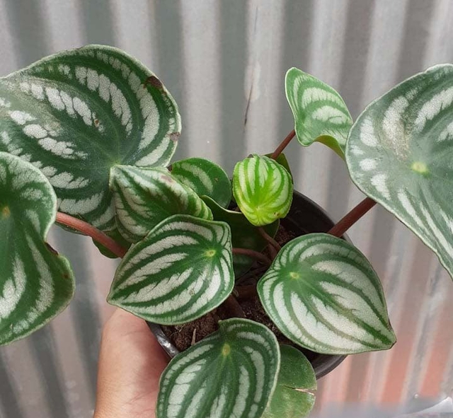 Loài cây có lá độc lạ, nhiều người lầm tưởng là họ hàng của dưa hấu, nhưng thật ra chẳng có "huyết thống" gì!- Ảnh 3. Loài cây có lá độc lạ, nhiều người lầm tưởng là họ hàng của dưa hấu, nhưng thật ra chẳng có "huyết thống" gì!- Ảnh 3.