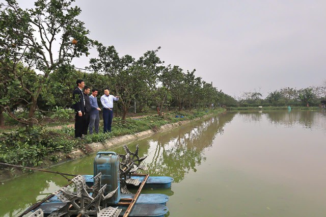 Thanh bình làng quê Tân Ước- Ảnh 3.
