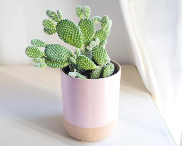 Loài cây nằm trong "danh sách đen", tuyệt đối không trồng trong nhà kẻo người gặp tai họa - của đội nón ra đi- Ảnh 2. Loài cây nằm trong "danh sách đen", tuyệt đối không trồng trong nhà kẻo người gặp tai họa - của đội nón ra đi- Ảnh 2.