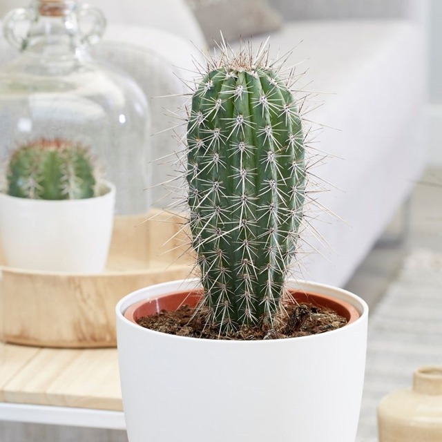 Loài cây nằm trong "danh sách đen", tuyệt đối không trồng trong nhà kẻo người gặp tai họa - của đội nón ra đi- Ảnh 1. Loài cây nằm trong "danh sách đen", tuyệt đối không trồng trong nhà kẻo người gặp tai họa - của đội nón ra đi- Ảnh 1.