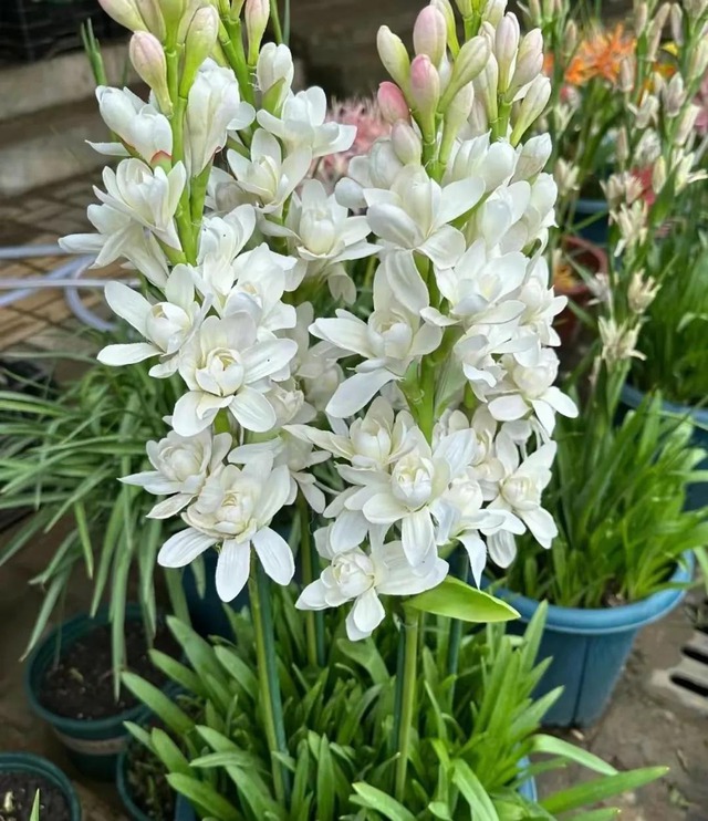 5 loài hoa "ướp hương mùa hè", mùi thơm sánh ngang nước hoa Pháp, dễ trồng hơn ăn kẹo- Ảnh 4. 5 loài hoa "ướp hương mùa hè", mùi thơm sánh ngang nước hoa Pháp, dễ trồng hơn ăn kẹo- Ảnh 4.