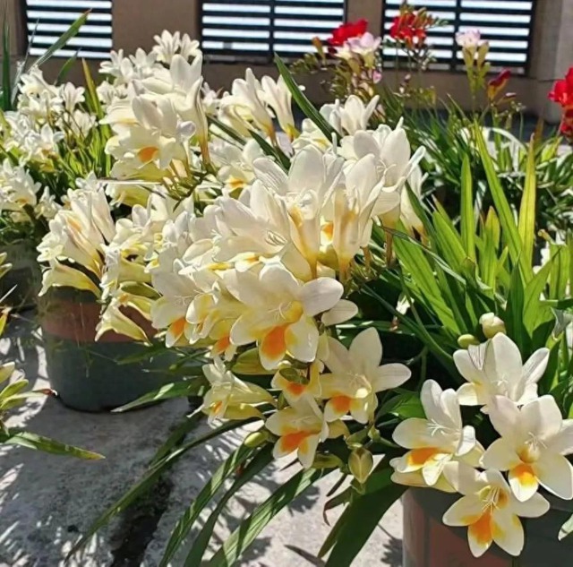5 loài hoa "ướp hương mùa hè", mùi thơm sánh ngang nước hoa Pháp, dễ trồng hơn ăn kẹo- Ảnh 1. 5 loài hoa "ướp hương mùa hè", mùi thơm sánh ngang nước hoa Pháp, dễ trồng hơn ăn kẹo- Ảnh 1.