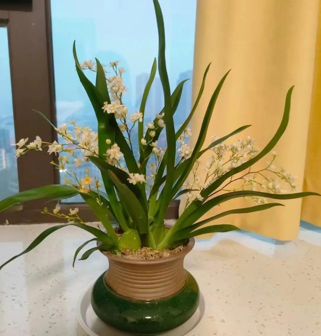 5 loài hoa "ướp hương mùa hè", mùi thơm sánh ngang nước hoa Pháp, dễ trồng hơn ăn kẹo- Ảnh 2. 5 loài hoa "ướp hương mùa hè", mùi thơm sánh ngang nước hoa Pháp, dễ trồng hơn ăn kẹo- Ảnh 2.