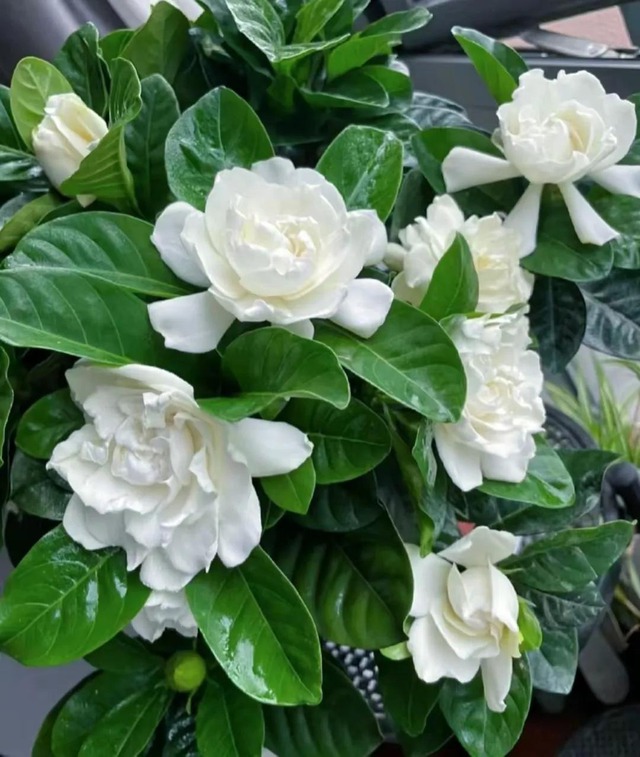 5 loài hoa "ướp hương mùa hè", mùi thơm sánh ngang nước hoa Pháp, dễ trồng hơn ăn kẹo- Ảnh 3. 5 loài hoa "ướp hương mùa hè", mùi thơm sánh ngang nước hoa Pháp, dễ trồng hơn ăn kẹo- Ảnh 3.