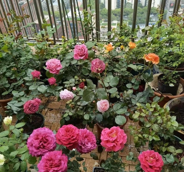 3 loài hoa "nghiện" phân bón, một khi được "ăn no" thì rễ chắc khỏe, lá xanh mướt, hoa nở như suối vỡ bờ- Ảnh 1. 3 loài hoa "nghiện" phân bón, một khi được "ăn no" thì rễ chắc khỏe, lá xanh mướt, hoa nở như suối vỡ bờ- Ảnh 1.