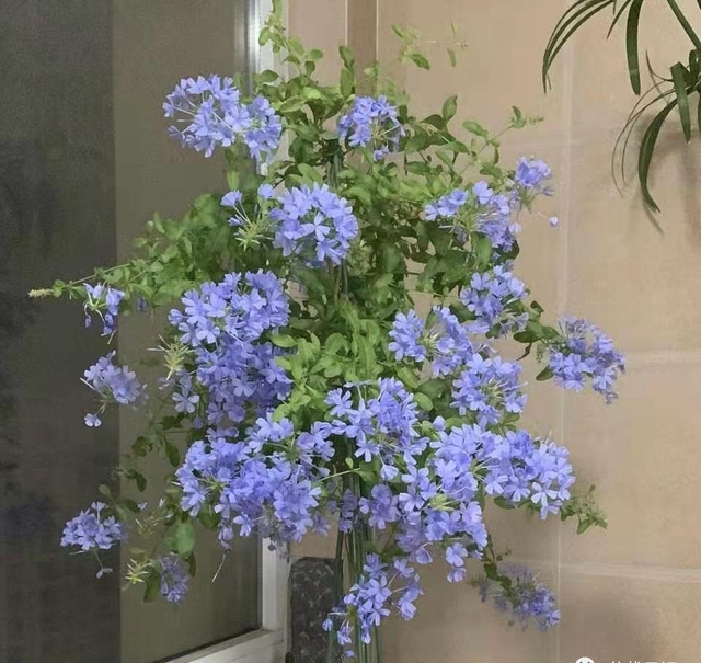 3 loài hoa "nghiện" phân bón, một khi được "ăn no" thì rễ chắc khỏe, lá xanh mướt, hoa nở như suối vỡ bờ- Ảnh 3. 3 loài hoa "nghiện" phân bón, một khi được "ăn no" thì rễ chắc khỏe, lá xanh mướt, hoa nở như suối vỡ bờ- Ảnh 3.