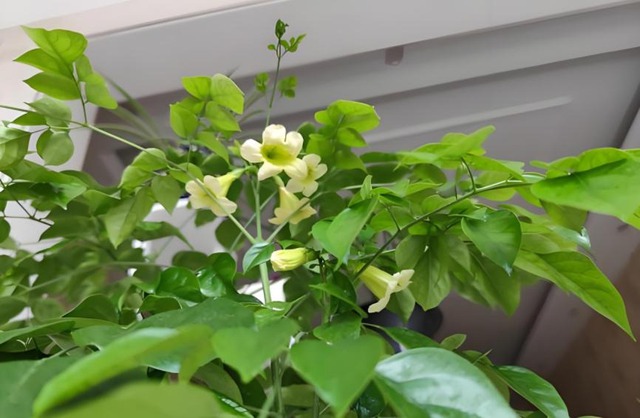 Nhà có 7 loại cây nở hoa, gia chủ 