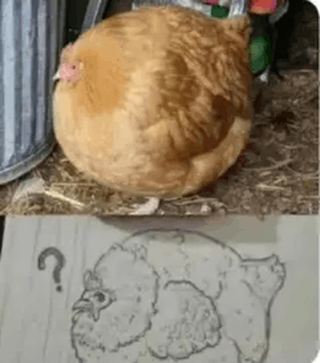 Học sinh vẽ con gà bị cô giáo phê "không đúng thực tế", ông bố gửi 1 bức ảnh khiến ai nấy cười nghiêng ngả- Ảnh 2.
