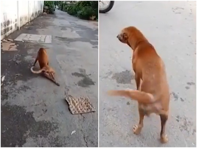 Pha "lật lọng" của chú chó xứng đáng được đề cử Oscar!- Ảnh 3. Pha "lật lọng" của chú chó xứng đáng được đề cử Oscar!- Ảnh 3.