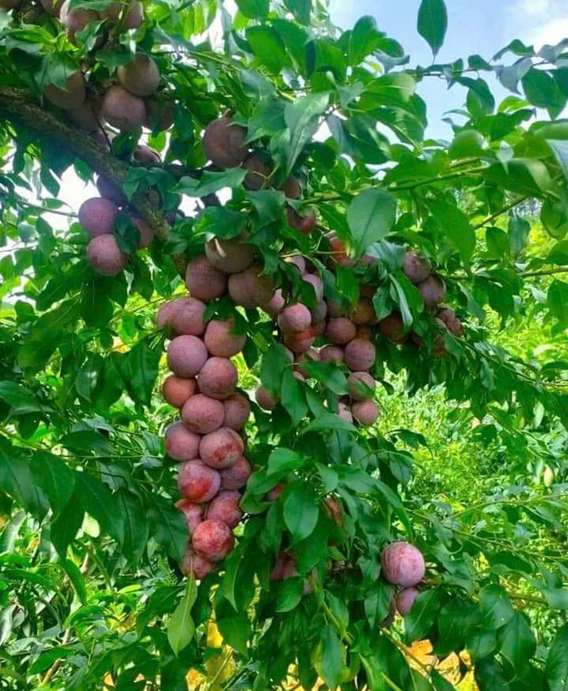 Đặc sản Mận hậu Sơn La. Đặc sản Mận hậu Sơn La.
