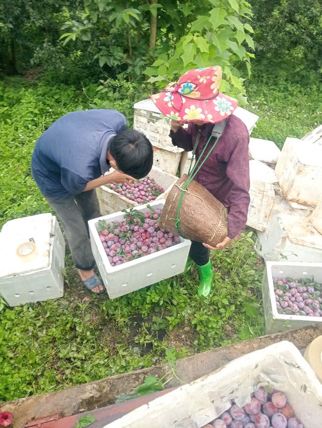 Tỉnh có vựa trái cây lớn nhất miền Bắc tổ chức Tuần lễ Mận và nông sản, thực phẩm an toàn năm 2025- Ảnh 3. Tỉnh có vựa trái cây lớn nhất miền Bắc tổ chức Tuần lễ Mận và nông sản, thực phẩm an toàn năm 2025- Ảnh 3.