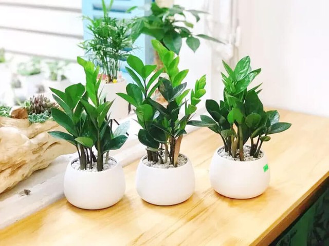 3 cây phong thủy để bàn đang được dân công sở săn đón vì “trưng đâu giàu đó”- Ảnh 1. 3 cây phong thủy để bàn đang được dân công sở săn đón vì “trưng đâu giàu đó”- Ảnh 1.