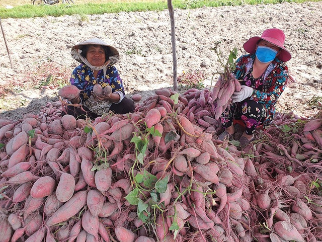 Dải đất miền Trung gió Lào cát trắng có món đặc sản độc nhất vô nhị khiến người sành vị cũng phải săn lùng, hữu duyên lắm mới được thưởng thức!- Ảnh 8. Dải đất miền Trung gió Lào cát trắng có món đặc sản độc nhất vô nhị khiến người sành vị cũng phải săn lùng, hữu duyên lắm mới được thưởng thức!- Ảnh 8.