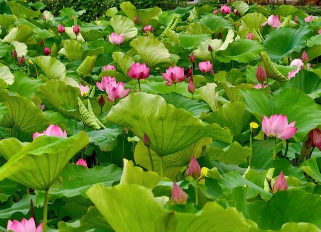 Những đầm sen đẹp nức tiếng quanh Hà Nội khiến hội sống ảo "lịm tim": Chị em sửa soạn lên đồ check-in ngay kẻo lỡ!- Ảnh 25. Những đầm hi88.com - hi88.win đẹp nức tiếng quanh Hà Nội khiến hội sống ảo "lịm tim": Chị em sửa soạn lên đồ check-in ngay kẻo lỡ!- Ảnh 25.