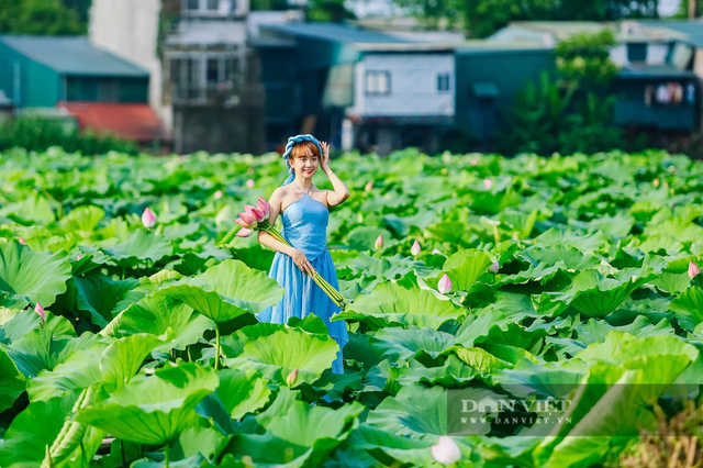 Những đầm sen đẹp nức tiếng quanh Hà Nội khiến hội sống ảo "lịm tim": Chị em sửa soạn lên đồ check-in ngay kẻo lỡ!- Ảnh 19. Những đầm hi88.com - hi88.win đẹp nức tiếng quanh Hà Nội khiến hội sống ảo "lịm tim": Chị em sửa soạn lên đồ check-in ngay kẻo lỡ!- Ảnh 19.