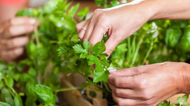 4 loại rau chứa đầy ký hi88.com lừa đảo trùng nhưng nhiều người vẫn vô tư ăn sống, tái mỗi ngày- Ảnh 2.