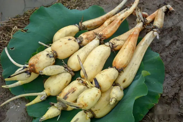 4 loại rau chứa đầy ký hi88.com lừa đảo trùng nhưng nhiều người vẫn vô tư ăn sống, tái mỗi ngày- Ảnh 1.