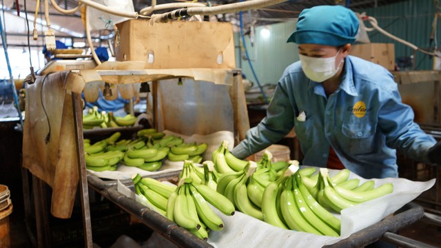 Loại quả "trăm triệu USD" của Việt Nam lọt Top 10 thế giới: Riêng Trung Quốc chốt đơn 1,69 triệu tấn- Ảnh 1.