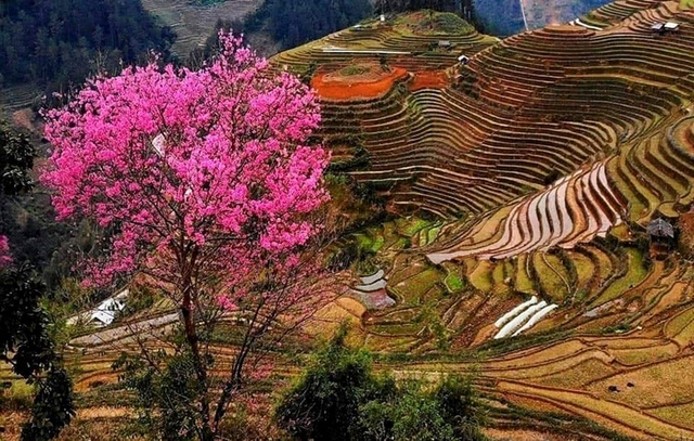 Khơi dậy khát vọng phát triển, từng bước đưa xã Mù Cang Chải thoát nghèo và trở thành trọng điểm du lịch của tỉnh- Ảnh 2.