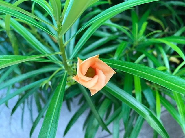 5 loại cây cảnh vừa đẹp vừa sang nhưng trồng trong phòng thì "tan hoang cửa nhà"- Ảnh 3. 5 loại cây cảnh vừa đẹp vừa sang nhưng trồng trong phòng thì "tan hoang cửa nhà"- Ảnh 3.