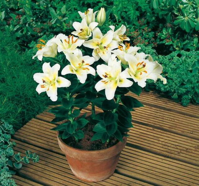 5 loại cây cảnh vừa đẹp vừa sang nhưng trồng trong phòng thì "tan hoang cửa nhà"- Ảnh 1. 5 loại cây cảnh vừa đẹp vừa sang nhưng trồng trong phòng thì "tan hoang cửa nhà"- Ảnh 1.