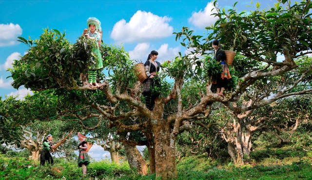 Trải nghiệm hái chè shan tuyết cổ thụ Suối Giàng cùng thiếu nữ Mông, xã Văn Chấn. Trải nghiệm hái chè shan tuyết cổ thụ Suối Giàng cùng thiếu nữ Mông, xã Văn Chấn.