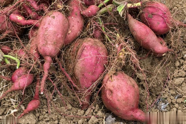 Nên mua khoai lang củ thon dài hay tròn mập? Người sành ăn chỉ mua một loại- Ảnh 1.