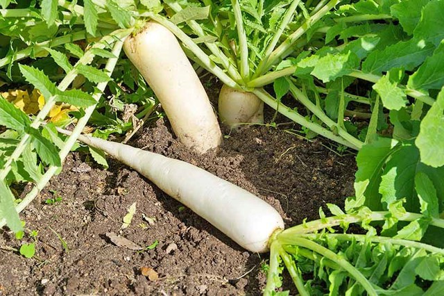 6 loại rau củ không cần dùng thuốc trừ sâu vẫn lớn, người bán hàng còn yên tâm để lại ăn, nhà bạn đã mua đúng chưa?- Ảnh 6.