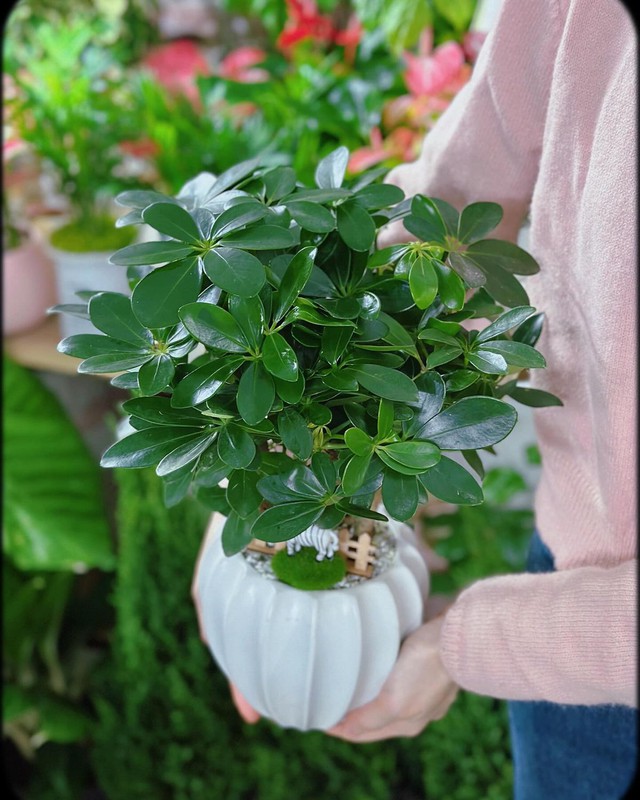 8 loại cây trấn nhà giữ của: Hít một hơi thấy khỏe, mở mắt đã thấy Thần Tài ghé thăm!- Ảnh 2. 8 loại cây trấn nhà giữ của: Hít một hơi thấy khỏe, mở mắt đã thấy Thần Tài ghé thăm!- Ảnh 2.