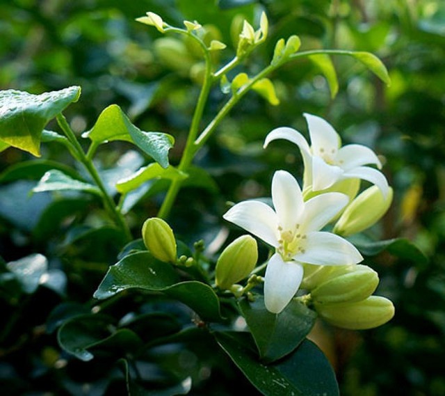8 loại cây trấn nhà giữ của: Hít một hơi thấy khỏe, mở mắt đã thấy Thần Tài ghé thăm!- Ảnh 7. 8 loại cây trấn nhà giữ của: Hít một hơi thấy khỏe, mở mắt đã thấy Thần Tài ghé thăm!- Ảnh 7.