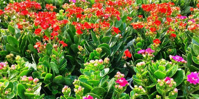 8 loại cây trấn nhà giữ của: Hít một hơi thấy khỏe, mở mắt đã thấy Thần Tài ghé thăm!- Ảnh 5. 8 loại cây trấn nhà giữ của: Hít một hơi thấy khỏe, mở mắt đã thấy Thần Tài ghé thăm!- Ảnh 5.
