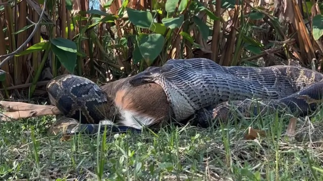 Khoảnh khắc trăn khổng lồ nôn ra cả một con hươu gây chấn động- Ảnh 1.
