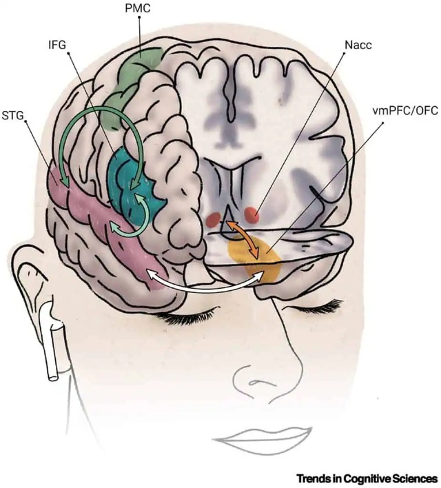 Tại sao một số người không cảm thấy gì khi nghe nhạc- Ảnh 2. Tại sao một số người không cảm thấy gì truc tiep bong da c1 nhạc- Ảnh 2.
