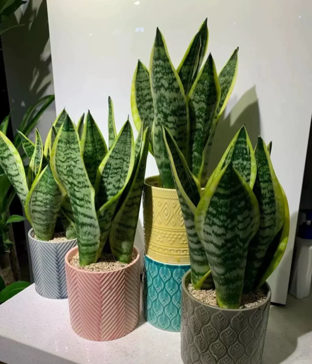 4 loại cây cảnh giúp ngủ ngon lại dễ trồng trong phòng ngủ- Ảnh 4. 4 loại cây cảnh giúp ngủ ngon lại dễ trồng trong phòng ngủ- Ảnh 4.