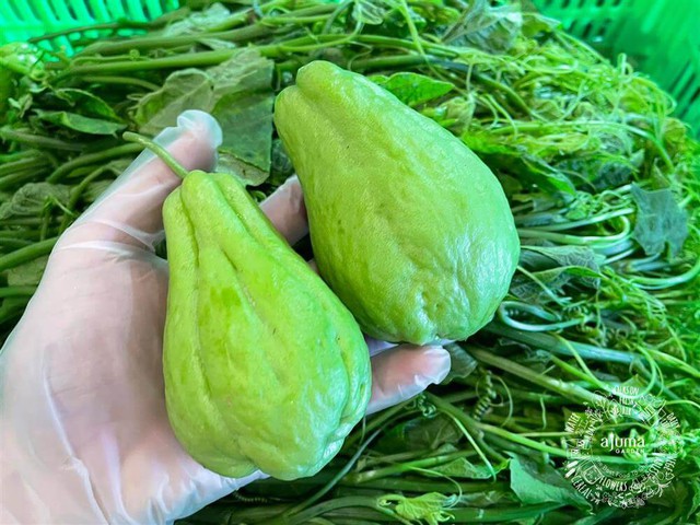 Không phải dưa chuột, tháng 9 nên ăn nhiều 7 loại Không phải dưa chuột, tháng 9 nên ăn nhiều 7 loại