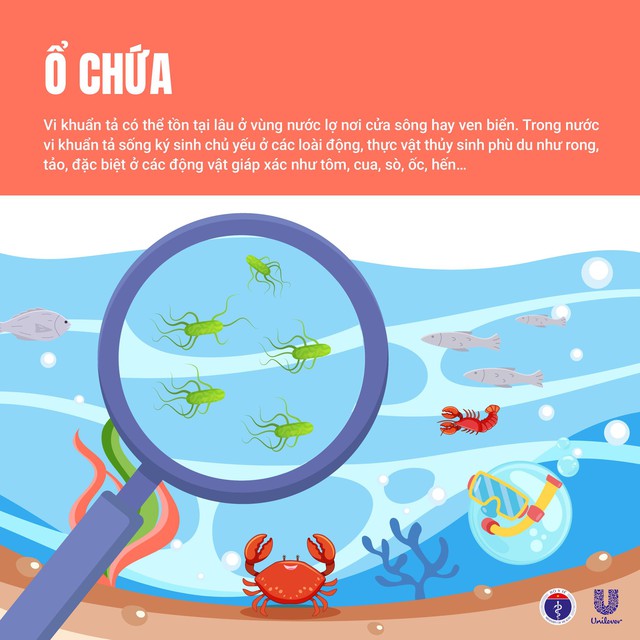 Bệnh tả trên thế giới đang phức tạp: Bộ Y tế thông tin và khuyến cáo- Ảnh 3.