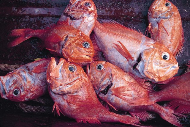 10 loại cá chứa nhiều thủy ngân bậc nhất: Thích đến mấy cũng phải dè chừng- Ảnh 6. 10 loại k+ truc tiep bong da chứa nhiều thủy ngân bậc nhất: Thích đến mấy cũng phải dè chừng- Ảnh 6.