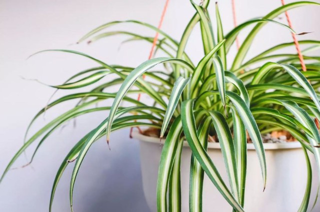 4 loại cây "nhả oxy ban đêm" nhà nào cũng nên có: Đặt đúng vị trí, tăng vượng khí, làm gì cũng thuận- Ảnh 2. 4 loại cây "nhả oxy ban đêm" nhà nào cũng nên có: Đặt đúng vị trí, tăng vượng khí, làm gì cũng thuận- Ảnh 2.