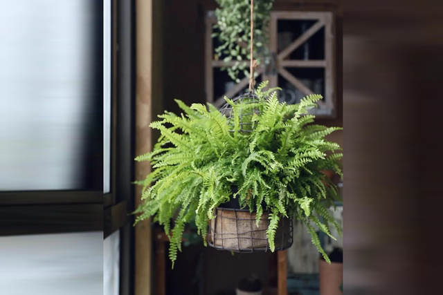 4 loại cây "nhả oxy ban đêm" nhà nào cũng nên có: Đặt đúng vị trí, tăng vượng khí, làm gì cũng thuận- Ảnh 4. 4 loại cây "nhả oxy ban đêm" nhà nào cũng nên có: Đặt đúng vị trí, tăng vượng khí, làm gì cũng thuận- Ảnh 4.