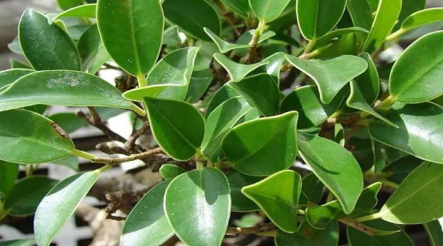 5 loại c&acirc;y kh&ocirc;ng n&ecirc;n trồng trong vườn nh&agrave; v&agrave;o đầu năm mới- Ảnh 1.