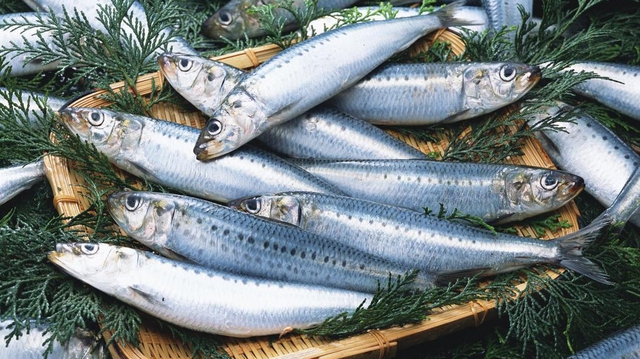 Người s&agrave;nh ăn khi mua c&aacute; thường chỉ chọn 5 loại c&aacute; biển n&agrave;y: Kh&ocirc;ng thể nu&ocirc;i nh&acirc;n tạo, ho&agrave;n to&agrave;n l&agrave; c&aacute; đ&aacute;nh bắt tự nhi&ecirc;n, "vựa dinh dưỡng" ẩn giấu của biển cả- Ảnh 4.