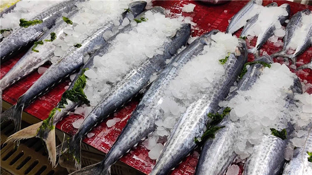 Người s&agrave;nh ăn khi mua c&aacute; thường chỉ chọn 5 loại c&aacute; biển n&agrave;y: Kh&ocirc;ng thể nu&ocirc;i nh&acirc;n tạo, ho&agrave;n to&agrave;n l&agrave; c&aacute; đ&aacute;nh bắt tự nhi&ecirc;n, "vựa dinh dưỡng" ẩn giấu của biển cả- Ảnh 2.