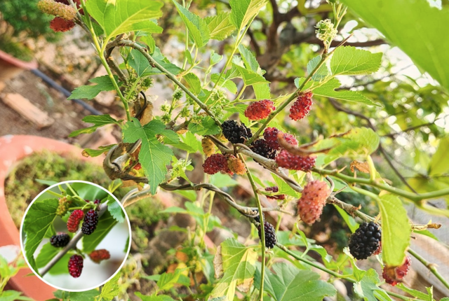 Loại cây quen thuộc, người xưa kiêng kỵ trồng vào Tết và đầu năm- Ảnh 1. Loại cây quen thuộc, người xưa kiêng kỵ trồng vào Tết và đầu năm- Ảnh 1.