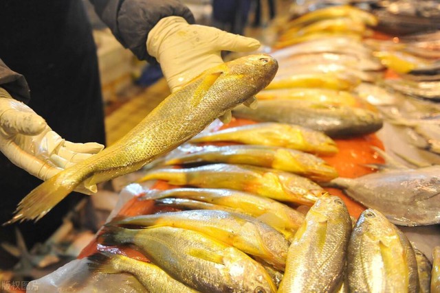 Người s&agrave;nh ăn khi mua c&aacute; thường chỉ chọn 5 loại c&aacute; biển n&agrave;y: Kh&ocirc;ng thể nu&ocirc;i nh&acirc;n tạo, ho&agrave;n to&agrave;n l&agrave; c&aacute; đ&aacute;nh bắt tự nhi&ecirc;n, "vựa dinh dưỡng" ẩn giấu của biển cả- Ảnh 3.