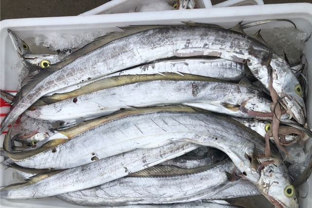 Người s&agrave;nh ăn khi mua c&aacute; thường chỉ chọn 5 loại c&aacute; biển n&agrave;y: Kh&ocirc;ng thể nu&ocirc;i nh&acirc;n tạo, ho&agrave;n to&agrave;n l&agrave; c&aacute; đ&aacute;nh bắt tự nhi&ecirc;n, "vựa dinh dưỡng" ẩn giấu của biển cả- Ảnh 1.