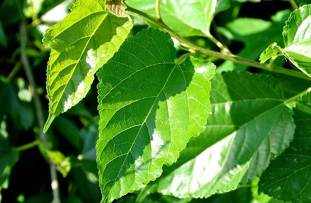 Loại lá "chuyên nuôi sâu" của Việt Nam hóa ra lại là dược liệu vừa hỗ trợ kiểm soát đường huyết, làm sáng da, lại giúp tóc đen khỏe- Ảnh 2. Loại lá "chuyên nuôi sâu" của Việt Nam hóa ra lại là dược liệu vừa hỗ trợ kiểm soát đường huyết, làm sáng da, lại giúp tóc đen khỏe- Ảnh 2.
