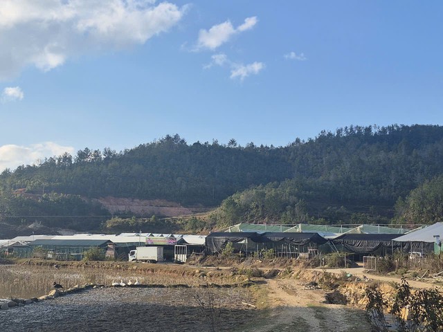 Nông trại trồng nấm quy mô to lớn nằm giữa vùng núi non điệp trùng, heo hút thuộc xã Púng Luông, tỉnh Lào Cai. Nông trại trồng nấm quy mô to lớn nằm giữa vùng núi non điệp trùng, heo hút thuộc xã Púng Luông, tỉnh Lào Cai.