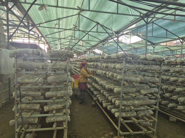 Công nhân là những bà con dân tộc Mông tại địa phương, hàng ngày chăm sóc, thu hái nấm. Công nhân là những bà con dân tộc Mông tại địa phương, hàng ngày chăm sóc, thu hái nấm.