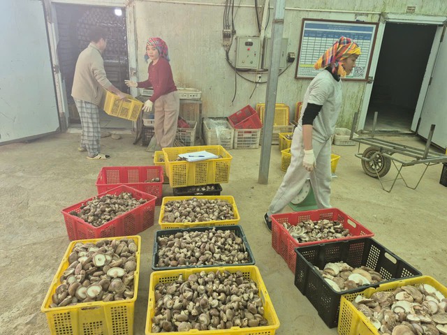 Nấm sau khi thu hái được cho vào bảo quản lạnh trước khi xuất đi tiêu thụ. Nấm sau khi thu hái được cho vào bảo quản lạnh trước khi xuất đi tiêu thụ.